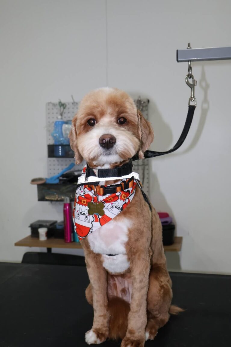 dog sitting pretty after a grooming appointment with Eze Paws
