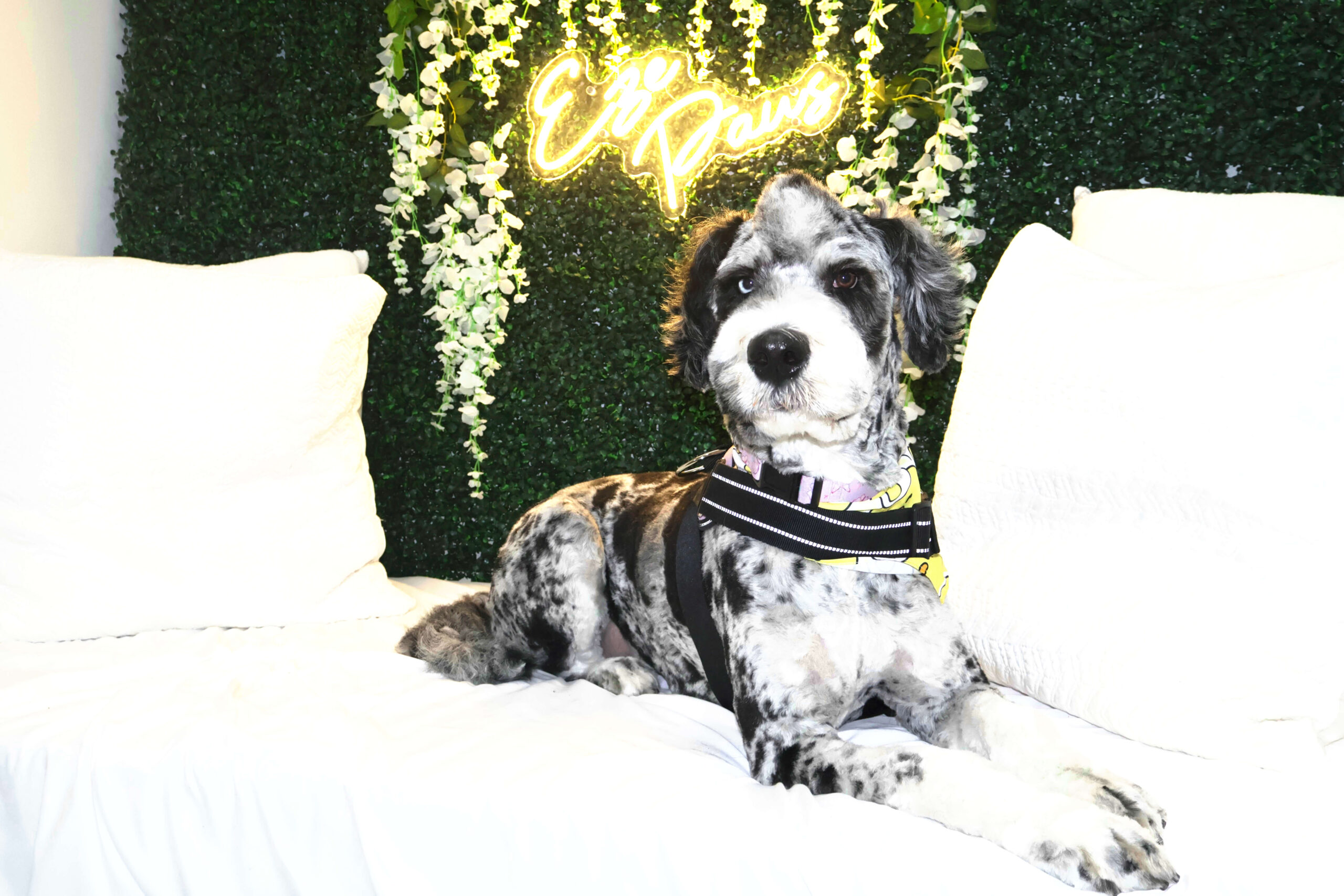 dog laying in front of a sign for Eze Paws