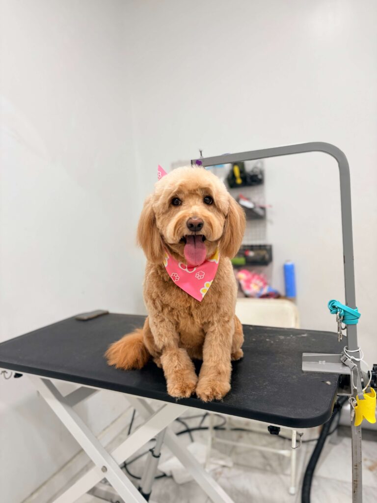 dog sitting on a grooming table with a fresh groom wearing a bandana