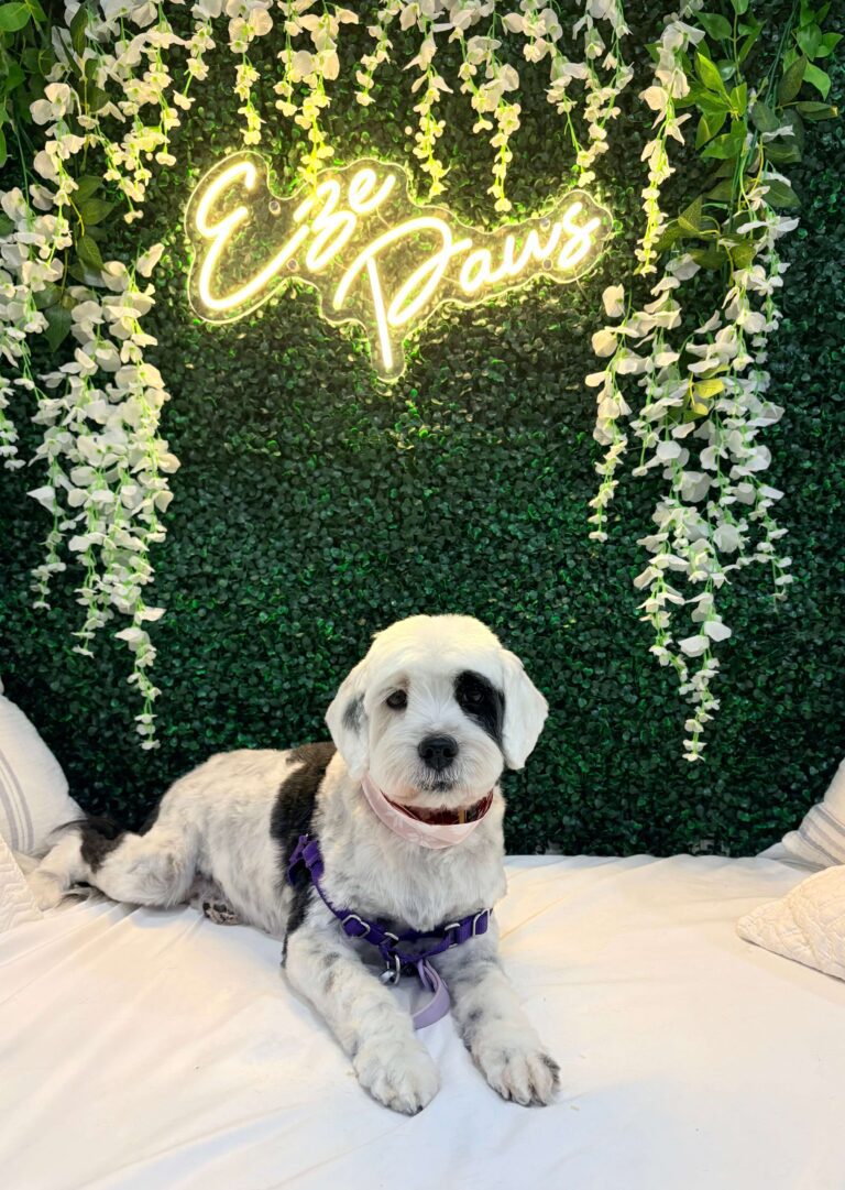 Eze Paws Gallery Image (11) small dog sitting pretty in front of an Eze Paws sign