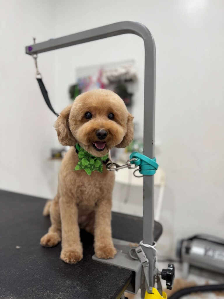 small dog sitting pretty after a grooming appointment at Eze Paws