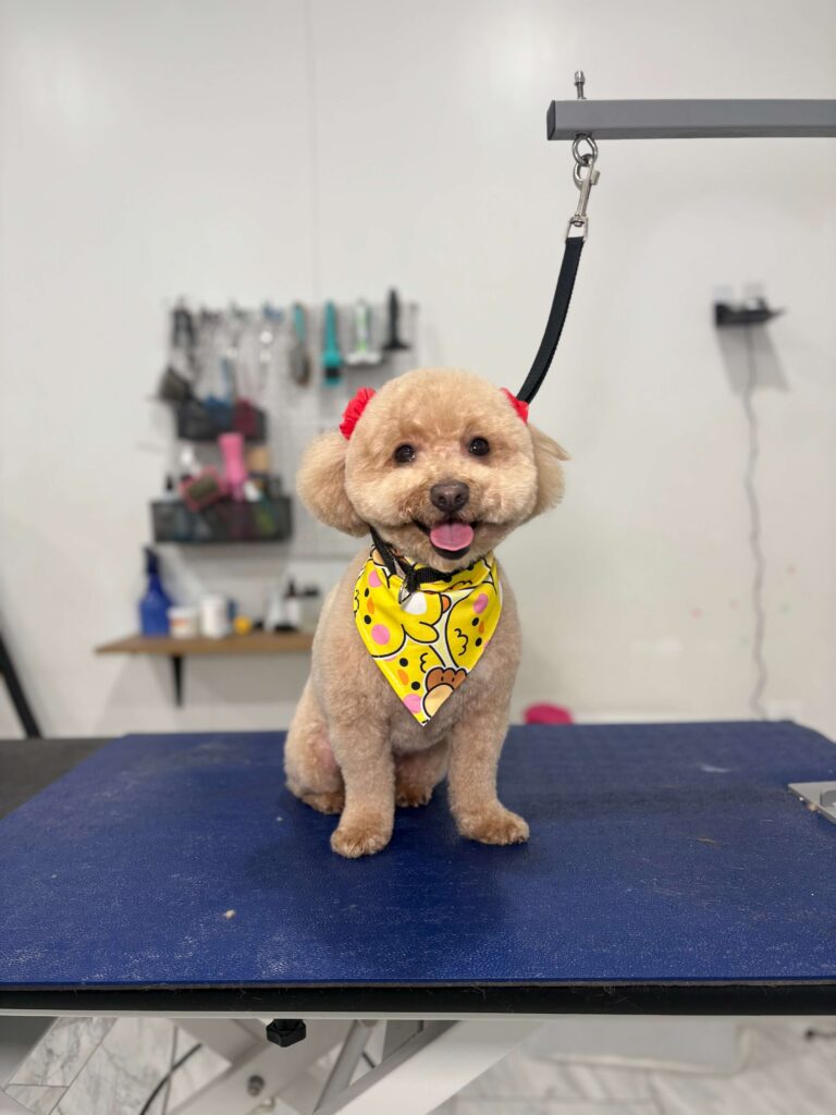 small dog sitting pretty after a grooming appointment at Eze Paws