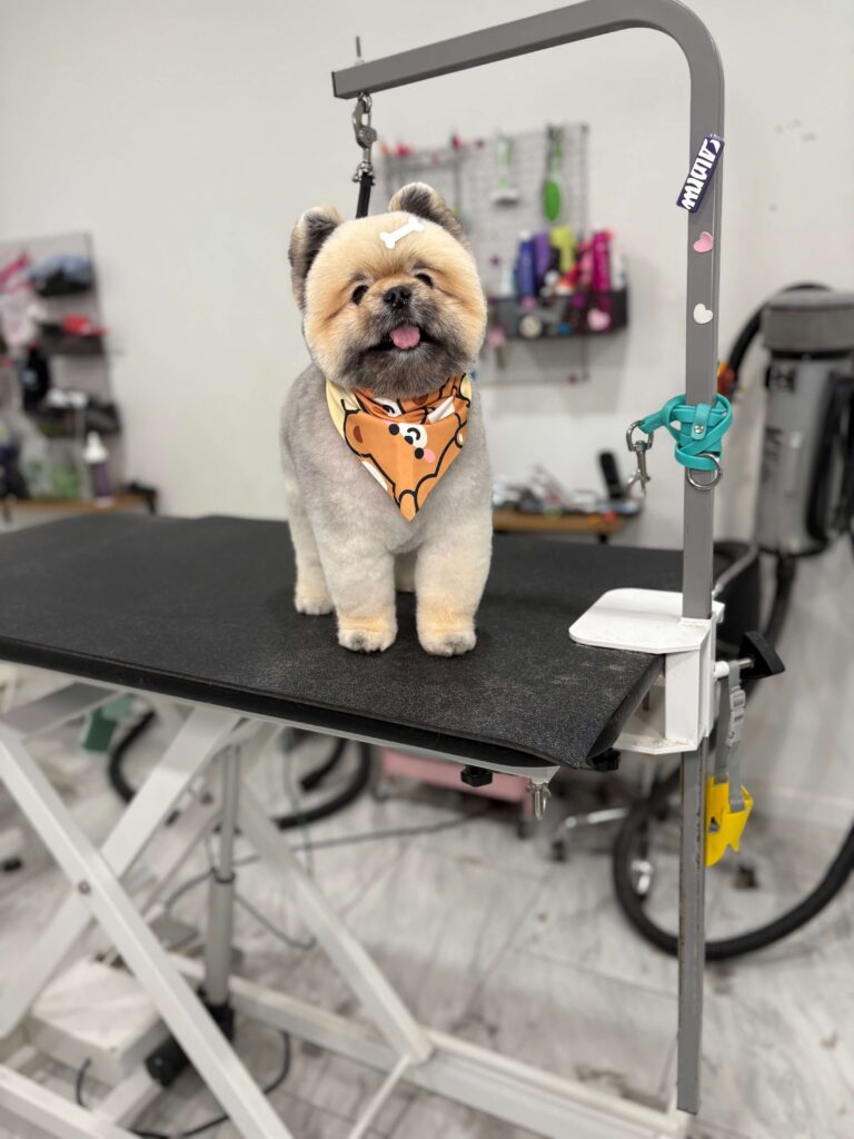 small dog sitting pretty after a grooming appointment at Eze Paws
