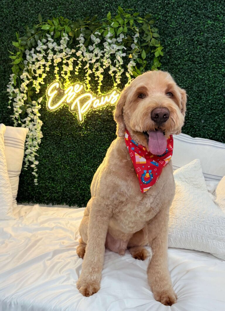 Eze Paws Gallery Image (5) large dog sitting pretty in front of an Eze Paws sign