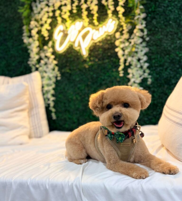 small dog sitting pretty in front of an Eze Paws sign