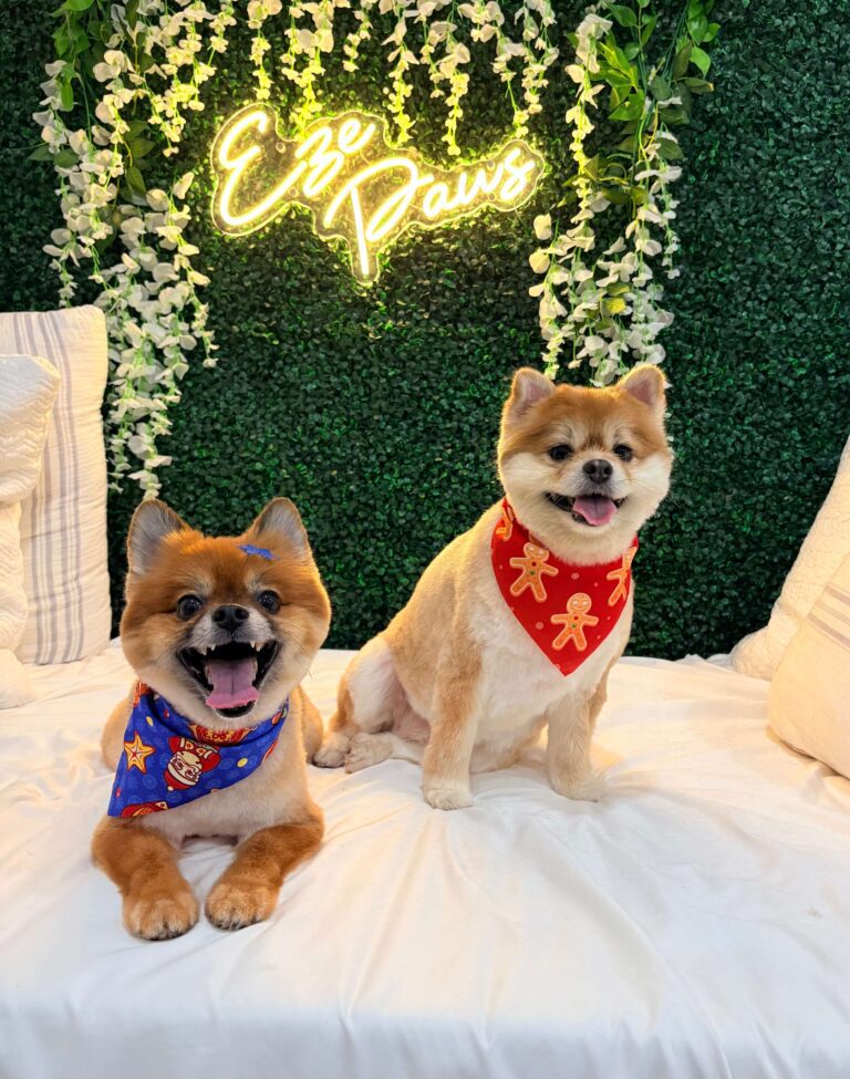 Eze Paws Gallery Image (8) two small dogs sitting pretty in front of an Eze Paws sign