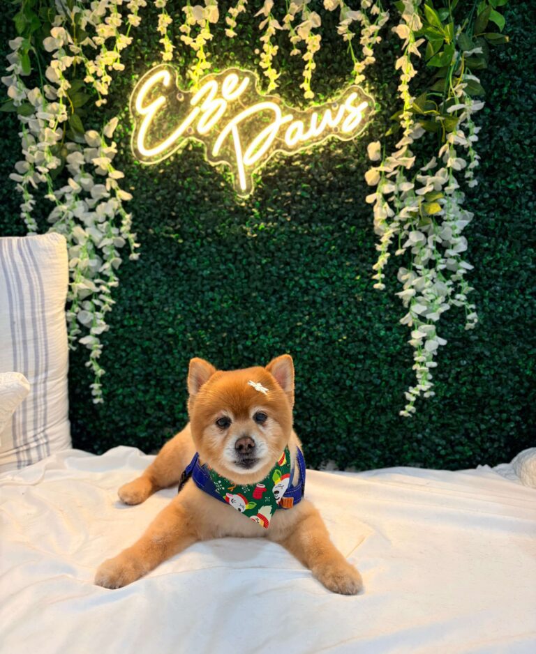 small dog sitting pretty in front of an Eze Paws sign